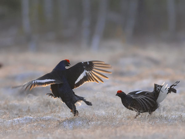 Teeri, Black Grouse, Tetrao tetrix