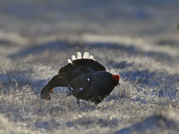 Teeri, Black Grouse, Tetrao tetrix
