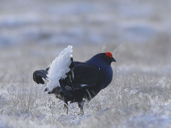 Teeri, Black Grouse, Tetrao tetrix