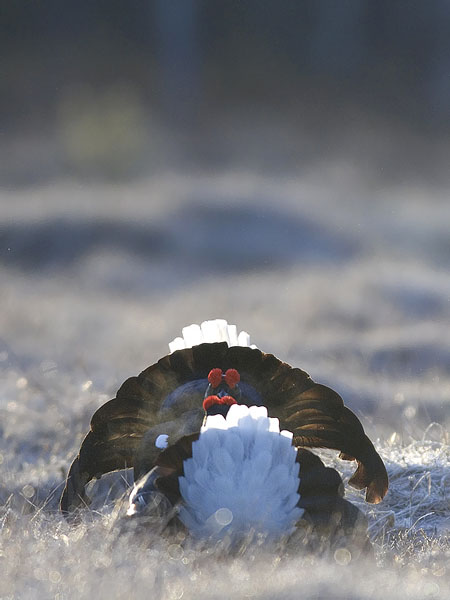 Teeri, Black Grouse, Tetrao tetrix