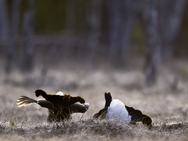 Teeri, Black Grouse, Tetrao tetrix