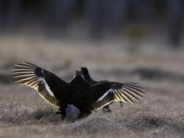 Teeri, Black Grouse, Tetrao tetrix