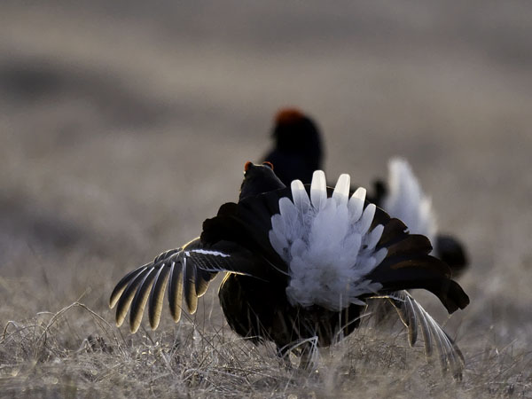 Teeri, Black Grouse, Tetrao tetrix
