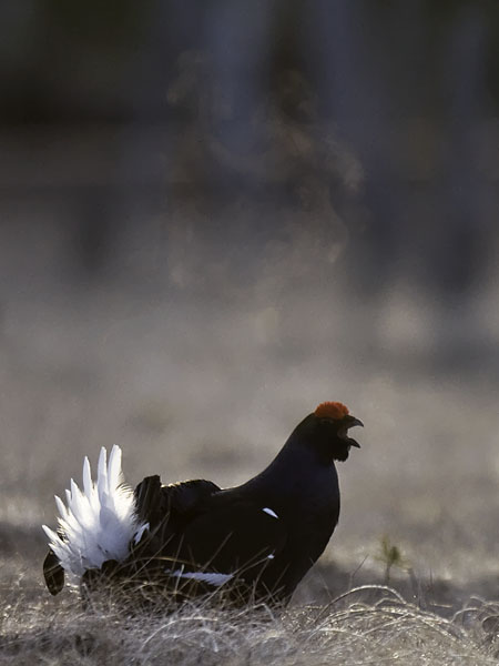 Teeri, Black Grouse, Tetrao tetrix