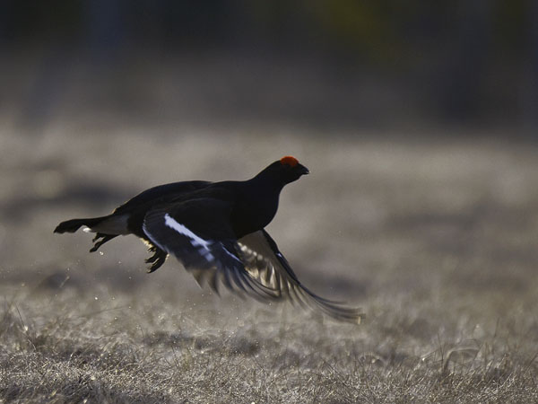 Teeri, Black Grouse, Tetrao tetrix