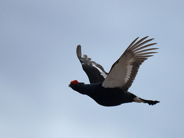 Teeri, Black Grouse, Tetrao tetrix