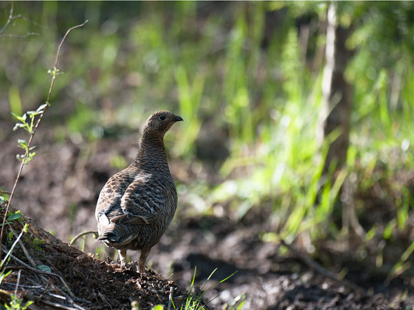 Teeri, Black Grouse, Tetrao tetrix