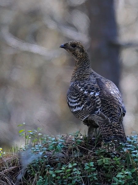 Teeri, Black Grouse, Tetrao tetrix
