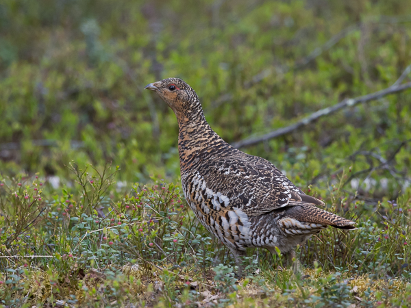 Metso, Western Capercaillie, Tetrao urogallus 