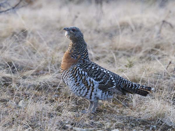 Metso, Western Capercaillie, Tetrao urogallus 