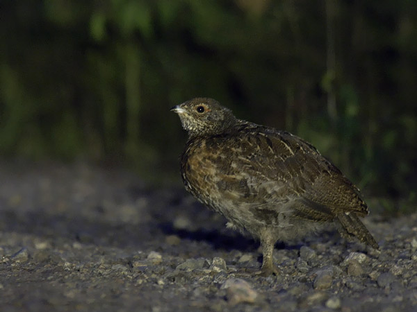 Metso, Western Capercaillie, Tetrao urogallus 