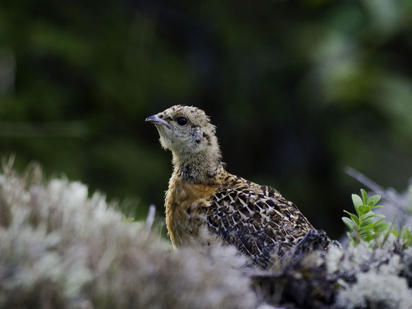 Metso, Western Capercaillie, Tetrao urogallus 