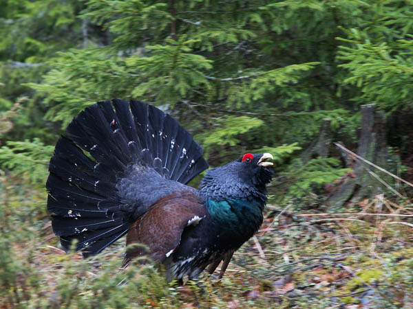 Metso, Western Capercaillie, Tetrao urogallus 