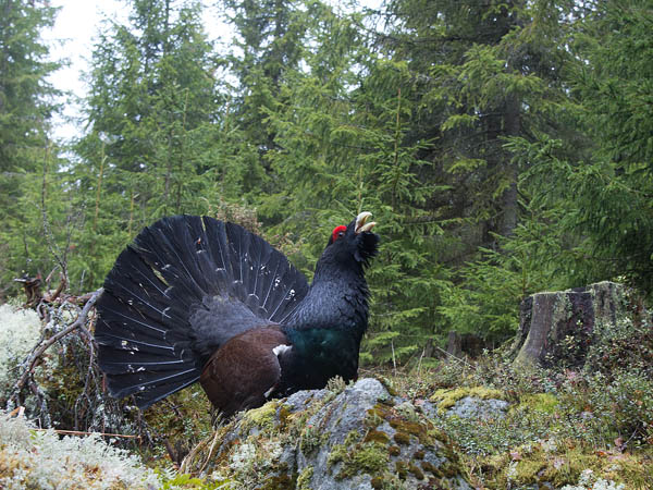 Metso, Western Capercaillie, Tetrao urogallus 