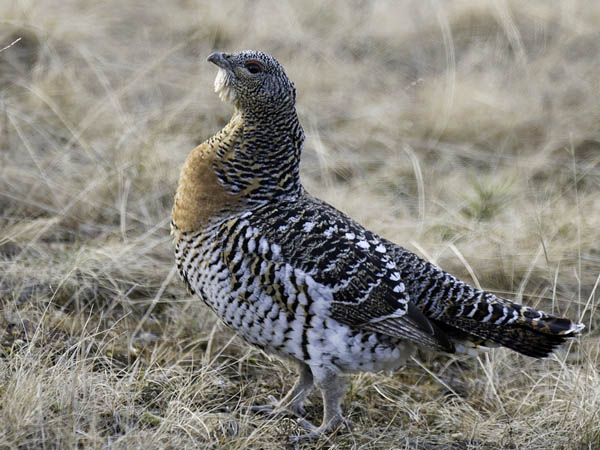 Metso, Western Capercaillie, Tetrao urogallus 