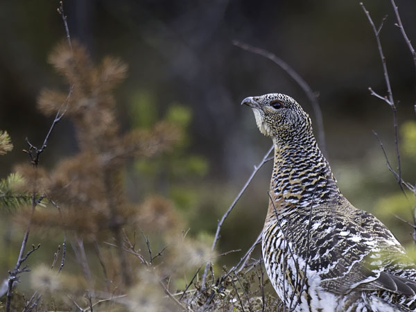 Metso, Western Capercaillie, Tetrao urogallus 