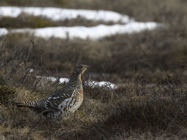 Metso, Western Capercaillie, Tetrao urogallus 