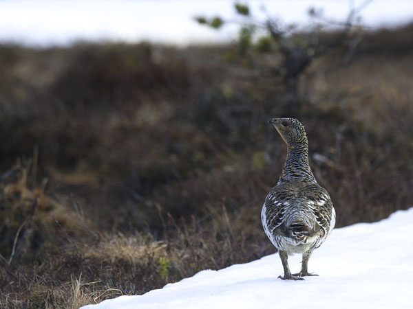 Metso, Western Capercaillie, Tetrao urogallus 