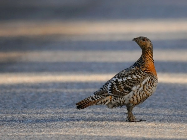 Metso, Western Capercaillie, Tetrao urogallus 