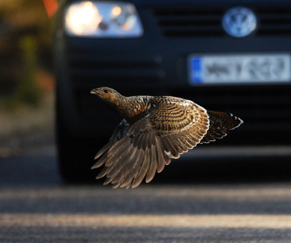Metso, Western Capercaillie, Tetrao urogallus 