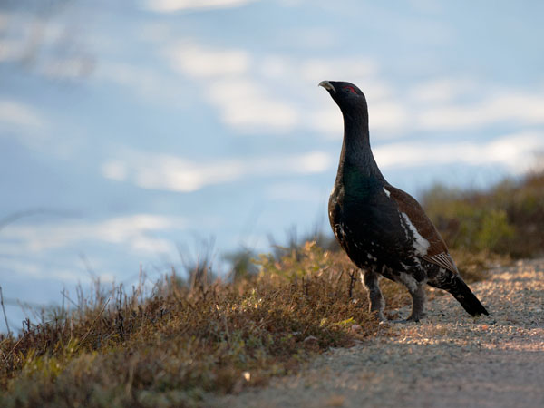 Metso, Western Capercaillie, Tetrao urogallus 