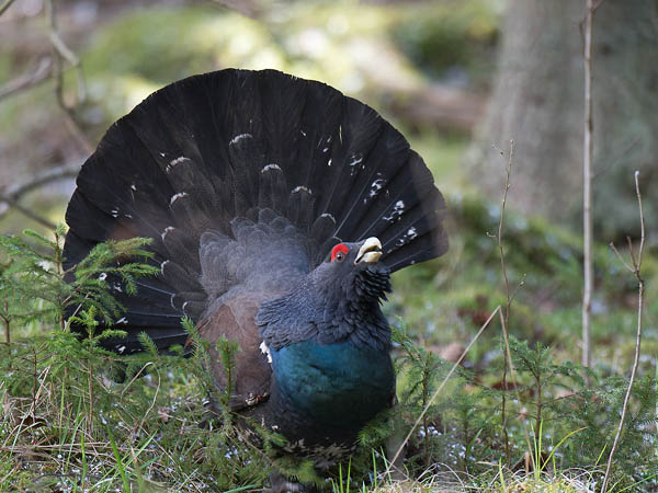 Metso, Western Capercaillie, Tetrao urogallus 