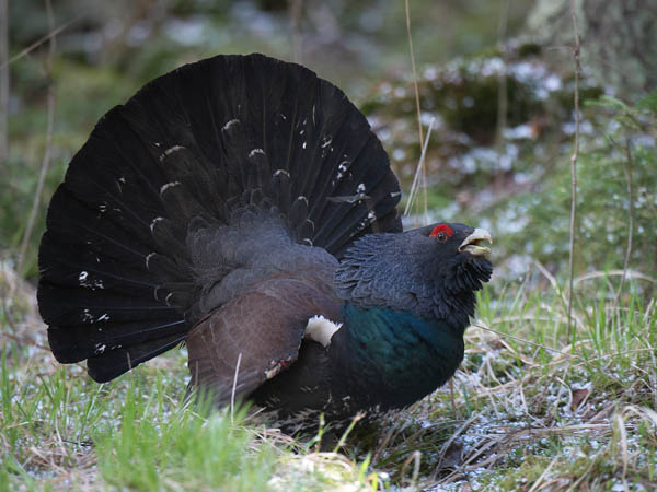 Metso, Western Capercaillie, Tetrao urogallus 