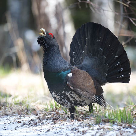 Metso, Western Capercaillie, Tetrao urogallus 