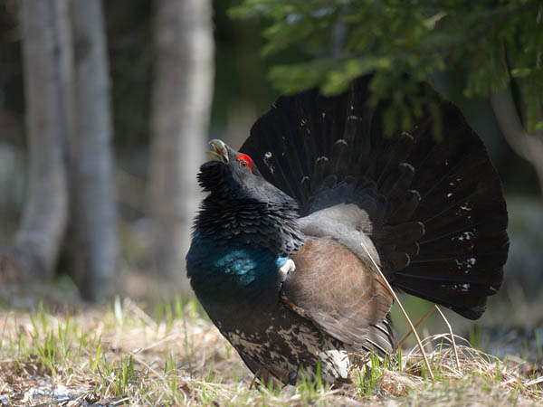 Metso, Western Capercaillie, Tetrao urogallus 