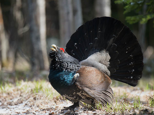 Metso, Western Capercaillie, Tetrao urogallus 