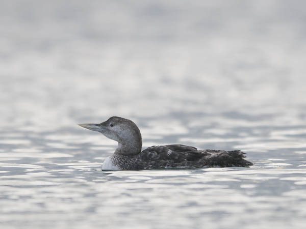 Jääkuikka, Yellow-billed Loon, Gavia adamsii