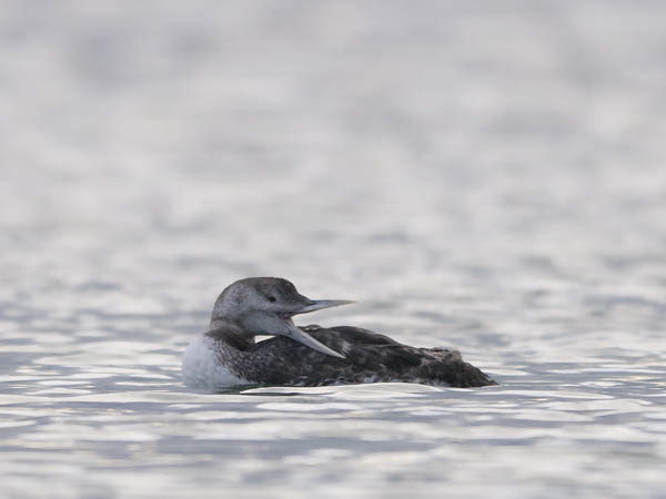 Jääkuikka, Yellow-billed Loon, Gavia adamsii