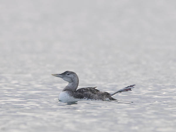 Jääkuikka, Yellow-billed Loon, Gavia adamsii