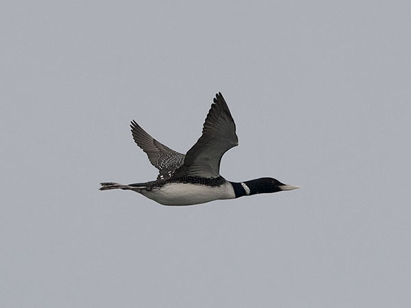 Jääkuikka, Yellow-billed Loon, Gavia adamsii