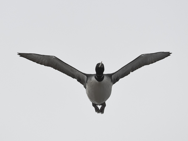Jääkuikka, Yellow-billed Loon, Gavia adamsii