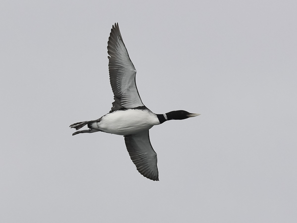 Jääkuikka, Yellow-billed Loon, Gavia adamsii