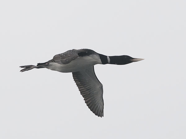 Jääkuikka, Yellow-billed Loon, Gavia adamsii
