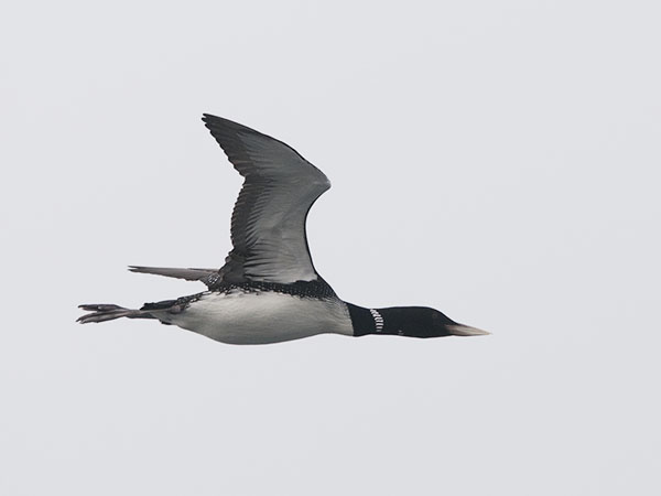 Jääkuikka, Yellow-billed Loon, Gavia adamsii
