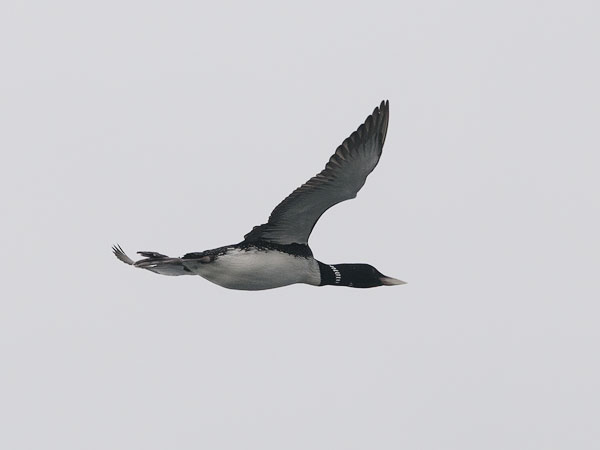 Jääkuikka, Yellow-billed Loon, Gavia adamsii