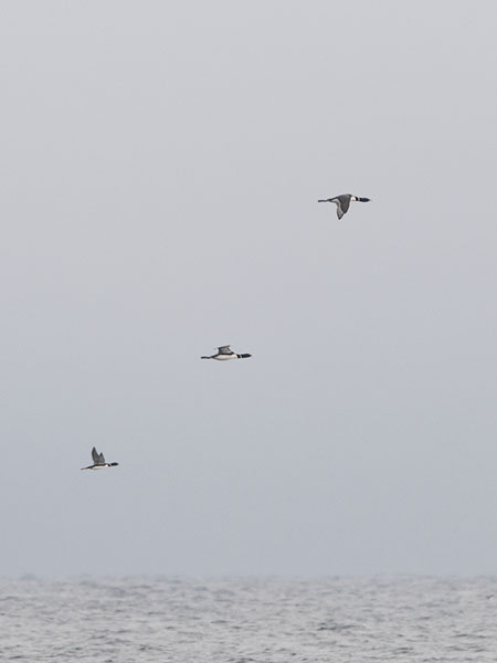 Jääkuikka, Yellow-billed Loon, Gavia adamsii