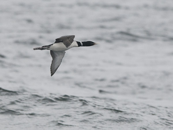 Jääkuikka, Yellow-billed Loon, Gavia adamsii