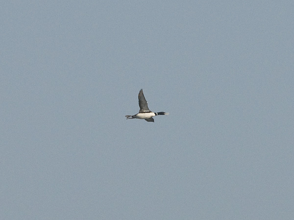 Jääkuikka, Yellow-billed Loon, Gavia adamsii