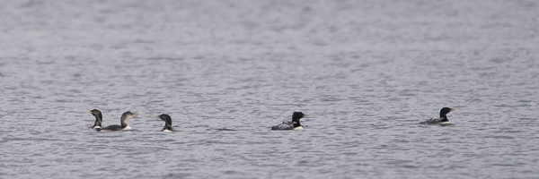 Jääkuikka, Yellow-billed Loon, Gavia adamsii