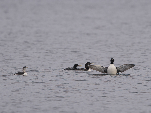 Jääkuikka, Yellow-billed Loon, Gavia adamsii