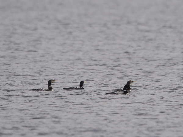 Jääkuikka, Yellow-billed Loon, Gavia adamsii