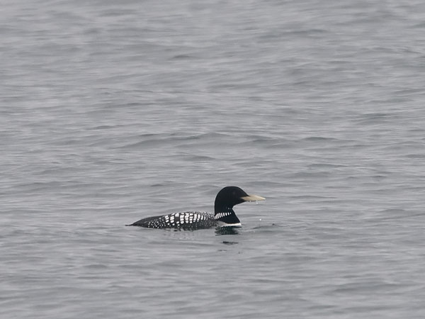 Jääkuikka, Yellow-billed Loon, Gavia adamsii