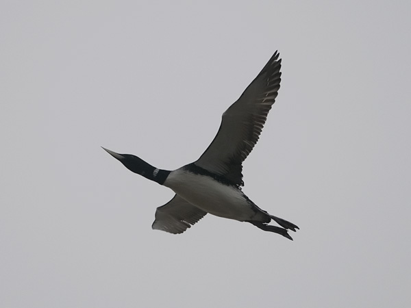 Jääkuikka, Yellow-billed Loon, Gavia adamsii