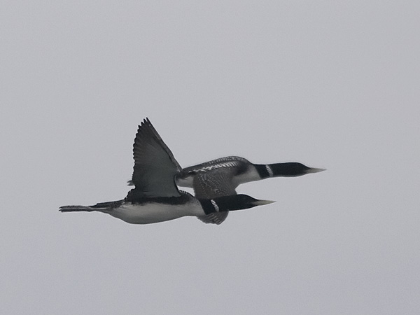 Jääkuikka, Yellow-billed Loon, Gavia adamsii