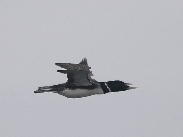Jääkuikka, Yellow-billed Loon, Gavia adamsii