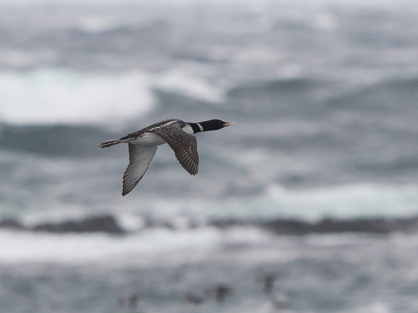 Jääkuikka, Yellow-billed Loon, Gavia adamsii
